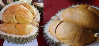 Beberapa Keunggulan Durian Ochee si Duri Hitam yang Tidak Ada Pada Musang King 