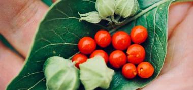 Adaptogen Herbal